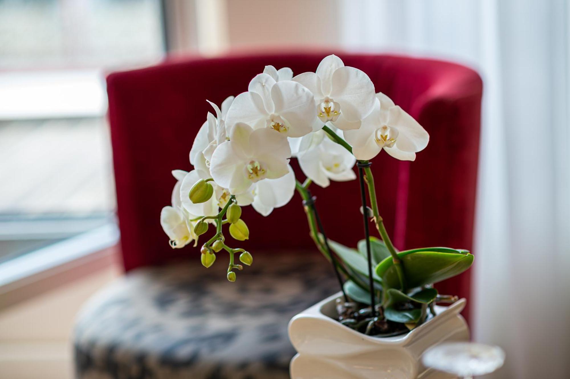 Jade Manotel Geneva Ngoại thất bức ảnh